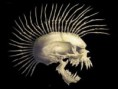 /album/fotogaleria-inicio1/calavera-punk-jpg1/